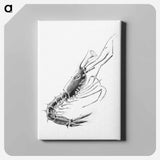 Vintage prawn marine life illustration - エルンスト ヘッケル Canvas.