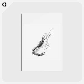 アートポストカード-Vintage prawn marine life illustration - エルンスト ヘッケル Postcard.