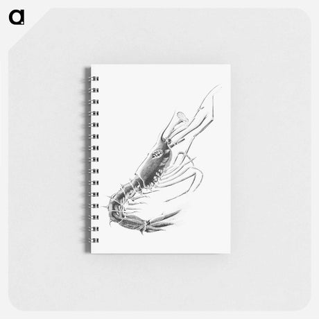 アートメモ帳-Vintage prawn marine life illustration - エルンスト ヘッケル Memo.