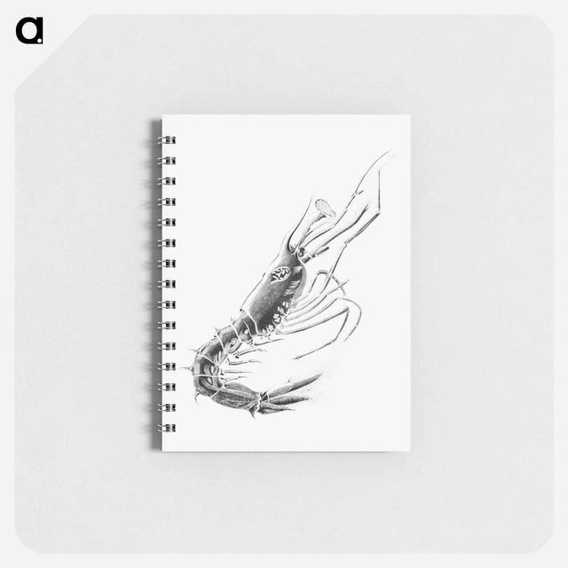 アートメモ帳-Vintage prawn marine life illustration - エルンスト ヘッケル Memo.