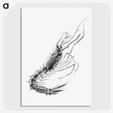 3-50_Ernst-Haeckel_picture-crop
