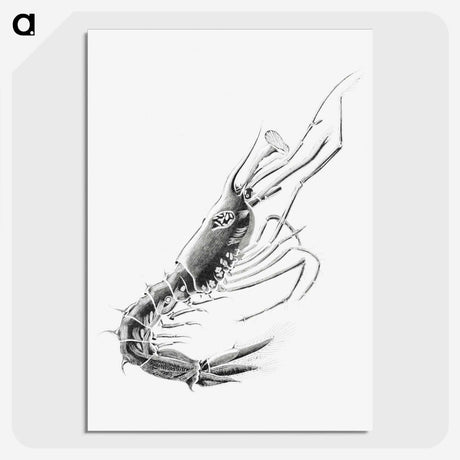 3-50_Ernst-Haeckel_picture-crop