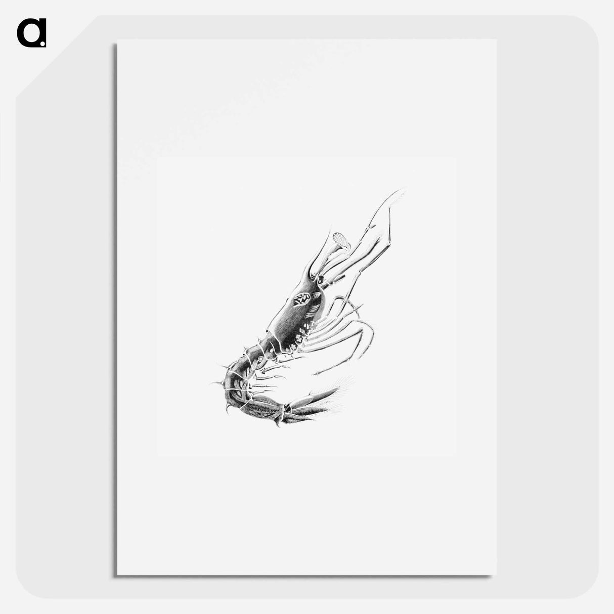 Vintage prawn marine life illustration - エルンスト ヘッケル Poster.