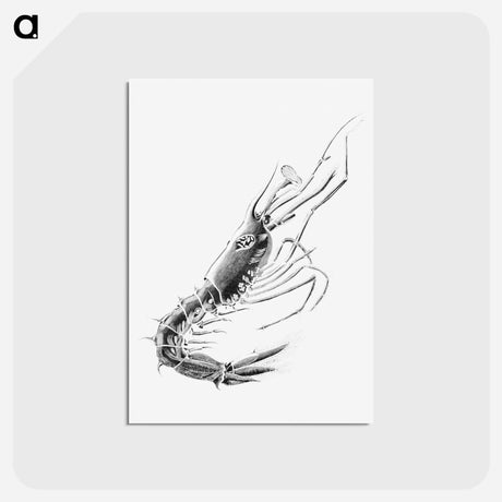 アートポストカード-Vintage prawn marine life illustration - エルンスト ヘッケル Postcard.