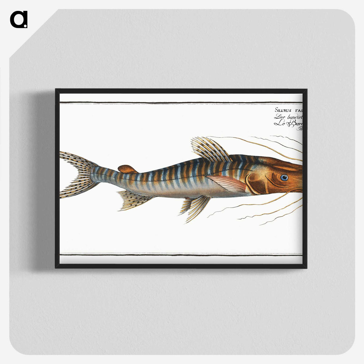 3-50_Ichtyologie-ou-Histoire-naturelle_blk-crop