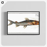 3-50_Ichtyologie-ou-Histoire-naturelle_blk-crop