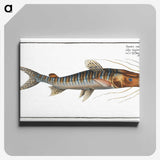 3-50_Ichtyologie-ou-Histoire-naturelle_canvas