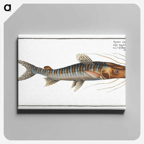 3-50_Ichtyologie-ou-Histoire-naturelle_canvas