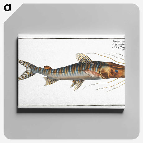 3-50_Ichtyologie-ou-Histoire-naturelle_canvas