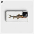 3-50_Ichtyologie-ou-Histoire-naturelle_phone
