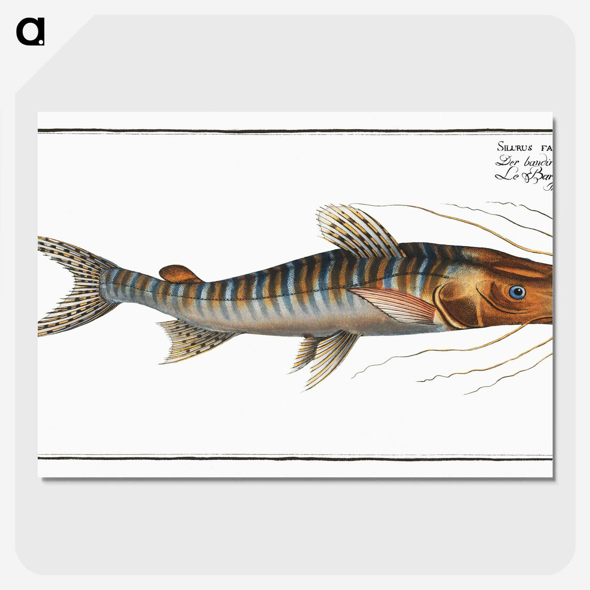 3-50_Ichtyologie-ou-Histoire-naturelle_picture-crop