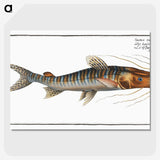 3-50_Ichtyologie-ou-Histoire-naturelle_picture-crop