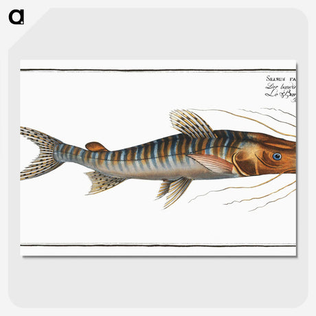3-50_Ichtyologie-ou-Histoire-naturelle_picture-crop
