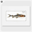 3-50_Ichtyologie-ou-Histoire-naturelle_picture