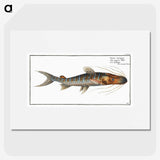 3-50_Ichtyologie-ou-Histoire-naturelle_picture