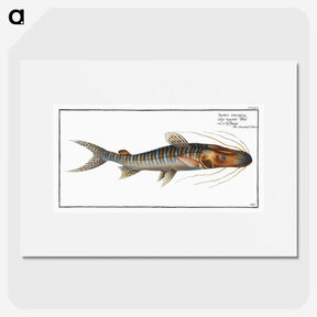 3-50_Ichtyologie-ou-Histoire-naturelle_picture