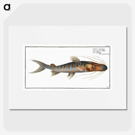 3-50_Ichtyologie-ou-Histoire-naturelle_picture