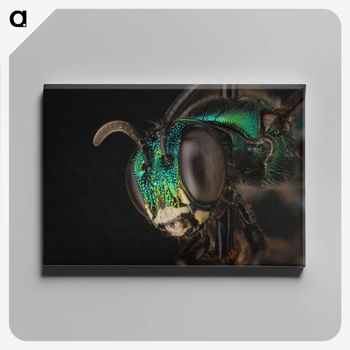 3-50_Insects-Unlocked-Project_canvas