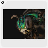 3-50_Insects-Unlocked-Project_picture-crop