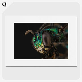 3-50_Insects-Unlocked-Project_picture