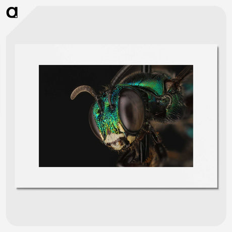 3-50_Insects-Unlocked-Project_picture