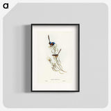 3-50_John-Gould_blk