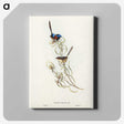 3-50_John-Gould_canvas