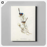 3-50_John-Gould_canvas