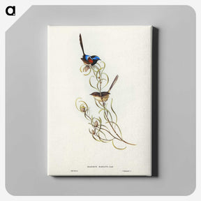 3-50_John-Gould_canvas