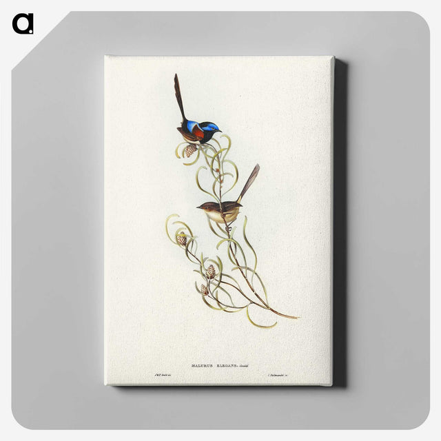 3-50_John-Gould_canvas