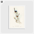 アートポストカード-Graceful Wren
 - ジョン グールド Postcard.
