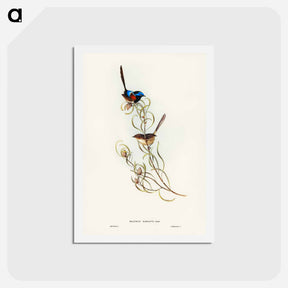 アートポストカード-Graceful Wren
 - ジョン グールド Postcard.