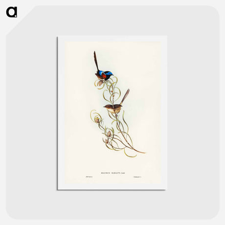 アートポストカード-Graceful Wren
 - ジョン グールド Postcard.
