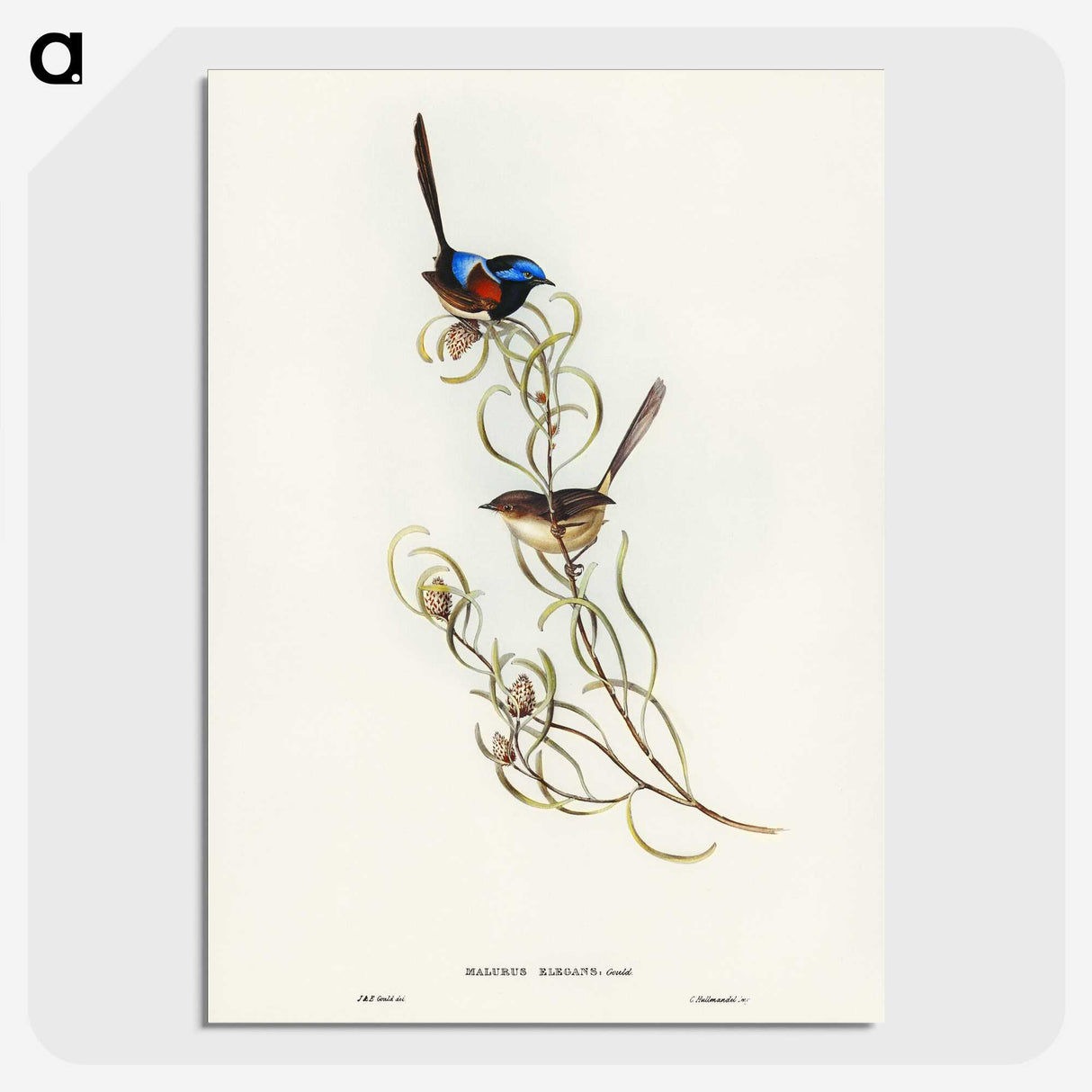 3-50_John-Gould_picture-crop