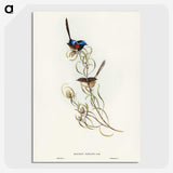 3-50_John-Gould_picture-crop