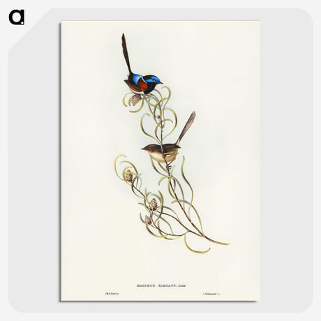 3-50_John-Gould_picture-crop