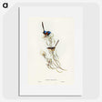 3-50_John-Gould_picture