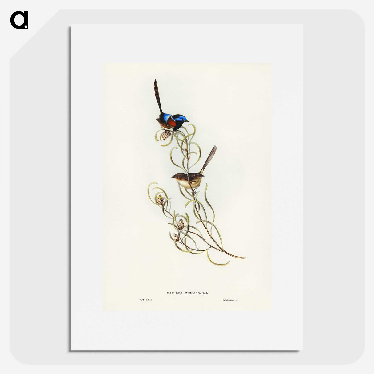 3-50_John-Gould_picture