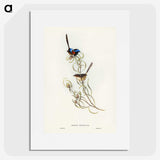 3-50_John-Gould_picture