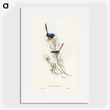 3-50_John-Gould_picture