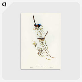 3-50_John-Gould_postcard