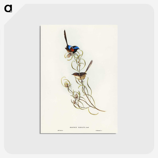 3-50_John-Gould_postcard