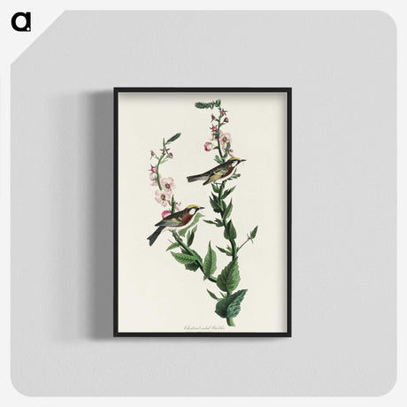 3-50_John-James-Audubon_blk-crop
