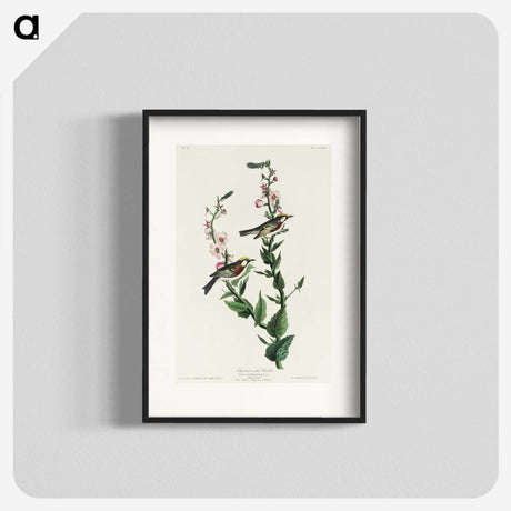 3-50_John-James-Audubon_blk