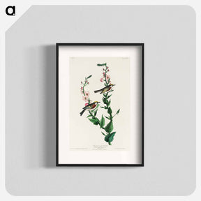 アートポスター-Chestnut-sided Warbler
 - ジョン ジェームス オーデュボン Poster.