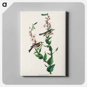 アートパネル-Chestnut-sided Warbler
 - ジョン ジェームス オーデュボン Canvas.