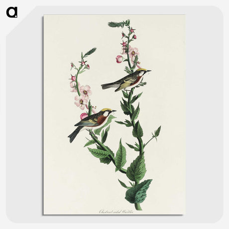 3-50_John-James-Audubon_picture-crop
