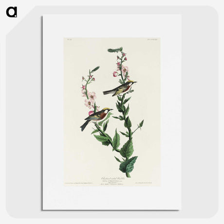 3-50_John-James-Audubon_picture