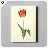 アートパネル-Tulipa gesneriana
 - マリア ジビーラ メーリアン Canvas.