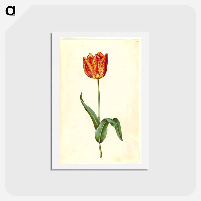 アートポストカード-Tulipa gesneriana
 - マリア ジビーラ メーリアン Postcard.